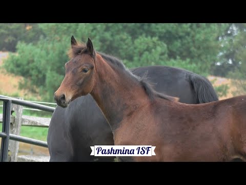 A Day in the Life of Pashmina ISF - Developing Dressage Horse - Iron Spring Farm