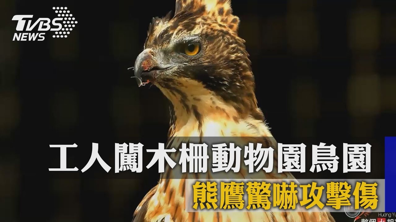 工人闖木柵動物園鳥園 熊鷹驚嚇攻擊傷