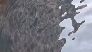 Venezia, banchi di cefali invadono i canali della città: il video dei canali invasi dai pesci