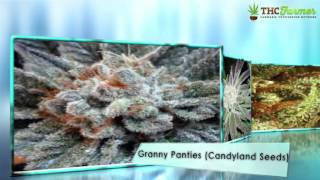 The Best Marijuana Forum