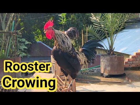 Rooster Crowing Compilation Plus -  Rooster crowing sounds Effect