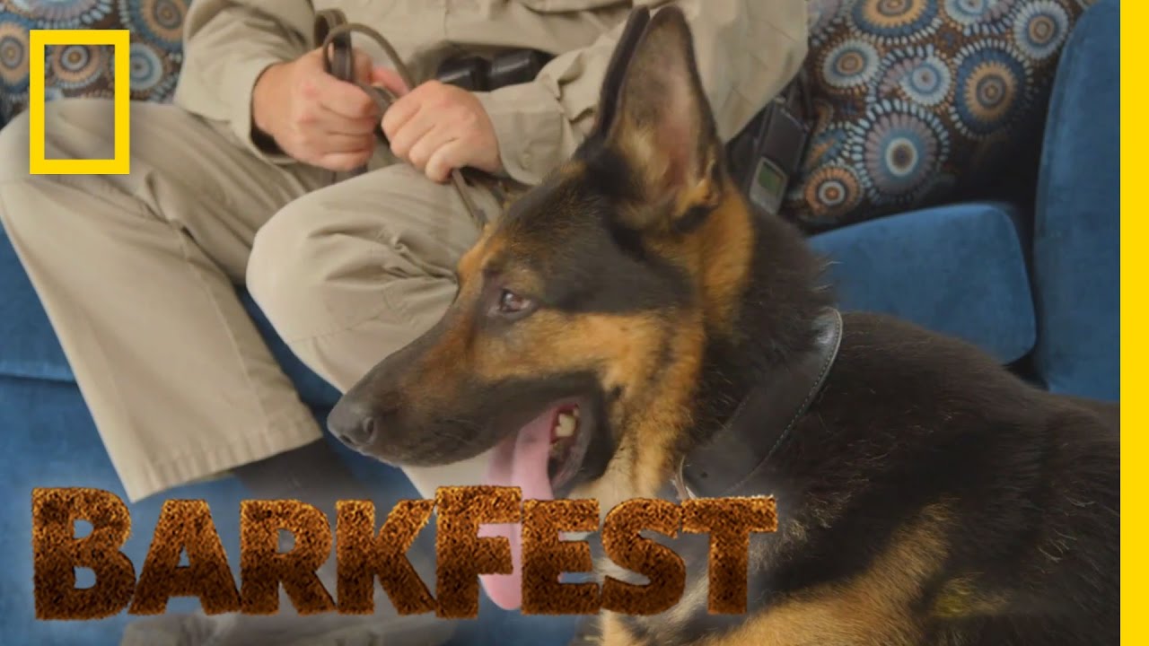 Smart Dog Profile: Diesel | BarkFest
