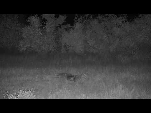 Djuma: Side-striped Jackal calling - 20:13 - 06/04/19