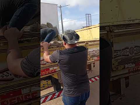 feira de animais em lagoa nova RN