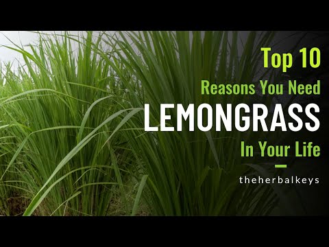 The Golden Grass: 10 Reasons Lemongrass Belongs in YOUR Home & Garden
