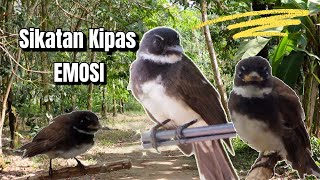 Download lagu SUARA PIKAT SIKATAN KIPAS AMPUH UNTUK MASTERAN DAN PIKATAN #sikatankipas #sikatankipasgacor mp3