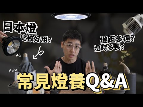 仙人掌 照明