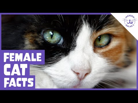 6 Things You Need to Know About Female Cats