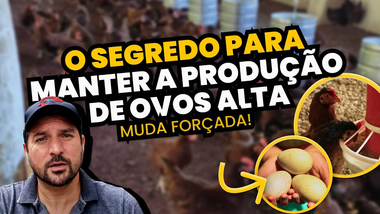 APRENDA como manter a PRODUÇÃO DE OVOS durante a MUDA FORÇADA de penas das GALINHAS