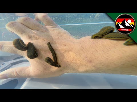 Coyote steckt seinen Arm in einen Behälter mit BLUTEGELN! Wird er gebissen? Brave Wilderness Deutsch