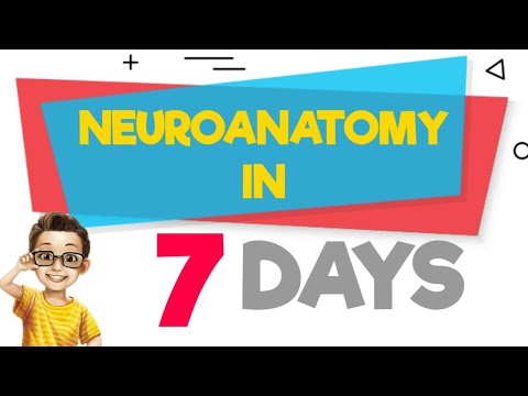 Neuroanatomy in 7 Days 💥 | Best Way to Study Neuroanatomy