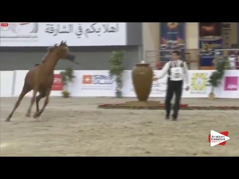 N.121 AJ MARZAN - Sharjah 2016 - 3 years old Colts (Class 6)