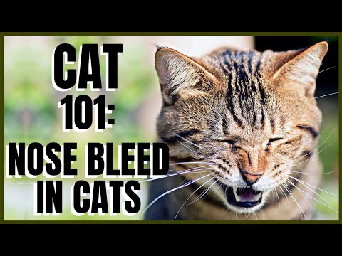 Cat 101: Nose Bleed in Cats