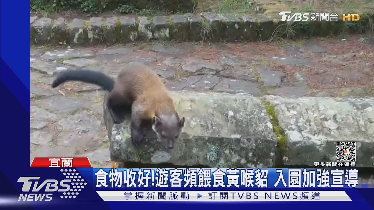 忍不住!黃喉貂出沒 太平山遊客違法餵食