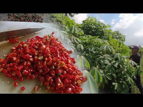 SE02EP121 - SINILIHANG TALBOS ng KAMOTENG KAHOY | Buhay Probinsya - San Pablo City, Laguna