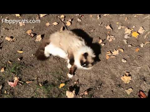 why do cats roll around in the dirt - Ragdoll Cat Charlie Takes A Dust Bath - Floppycats
