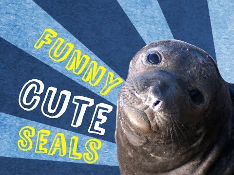 Videos de focas tiernas