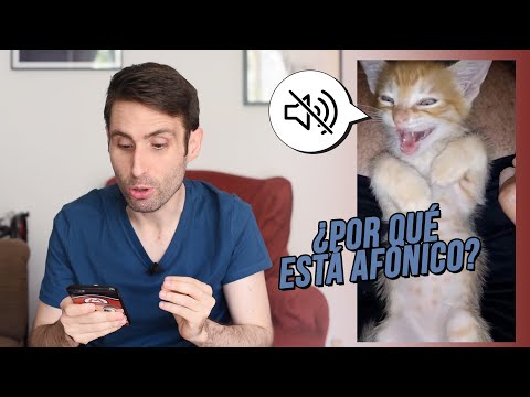 Why has my cat become hoarse?