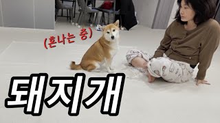 1미터나 되는 높이를 점프해서 또 빵을 훔쳐먹은 돼지개가 있다? (p.s. 아빠가 안전운전에 극도로 예민한 이유...💢)