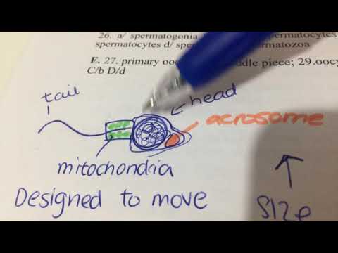 How fertilisation takes place acrosome reaction and cortical reaction