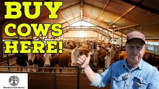 Starting A Cattle Farm - WHERE To Find Cows