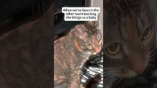 I AM GIGGLING SO HARD SHES SO CUTE #cat #cats #cutecat #catvideos @kobiwinner1