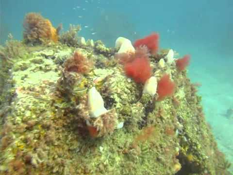 Scuba Diving Veteran's Reef - Clearwater Florida