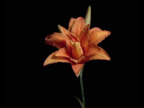 TF128 - Time lapse Flower FREE FOOTAGE