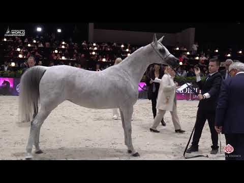 N 83 LAWINIA   Paris 2019   Senior Females Class 3B