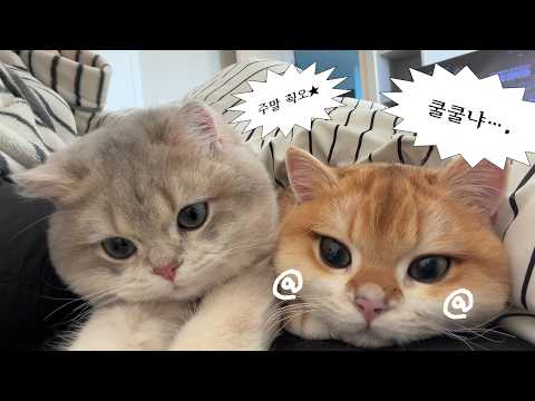 고양이 키우세요.. 2마리 키우세요..!