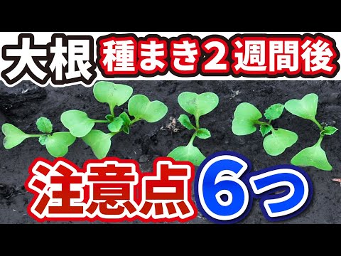 大根 植物