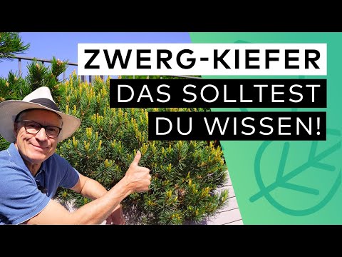 Dwarf pine – Pruning, characteristics, uses ✅ 🧑🏼‍🌾️