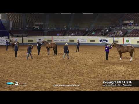 2022 Farnam AQHA and Adequan Select World Amateur 2-Year-Old Stallions