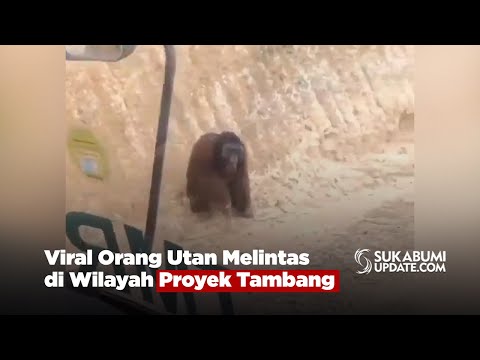 Viral Orang Utan Melintas di Wilayah Proyek Tambang