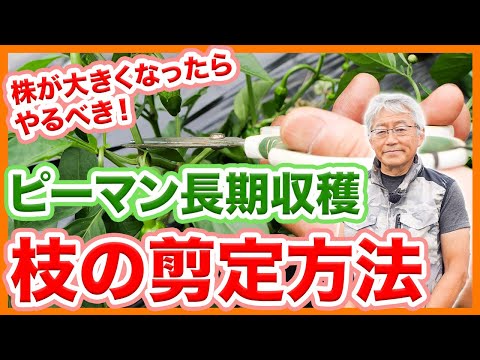 ピーマンをいつポットに播種し、どのようにすれば良い収穫が得られるでしょうか？  庭園