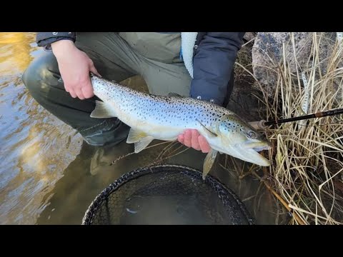 City Fishing for Sea Trout in Sweden