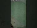 WONDER OF THE GREAT BARRIER REEF By T C ROUGHLEY BSc F R S Z 1917