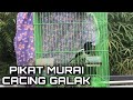 Suara Murai Kampung Galak Denak Murai Cacing Pikat Kacer Pancingan Gacor Chich Chòe Than Hót