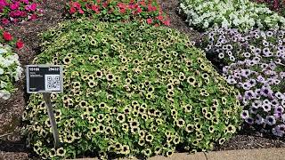 Surfinia Heavenly petunias shine at Metrolina Greenhouses