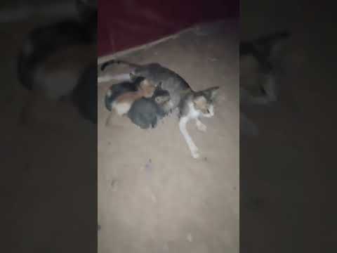 Sweet mother cat feeds her three little kittens #catlover#please_subscribe_  to my channel #