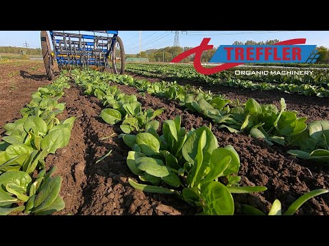 TREFFLER Tiny Striegel - Striegeln von Spinat