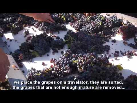 Vendange 2011 Domaine de la Solitude Chateauneuf du Pape - Grape Harvest 2011