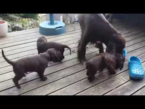 Field Spaniel puppies playing with mum