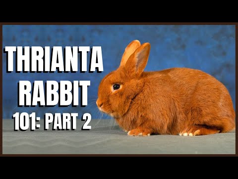 Thrianta Rabbit 101: Part 2