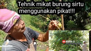 Download lagu Tehnik Super ampuh mikat burung sirtu menggunakan pikat dan MP3|| G.A.I KICAU|| mp3