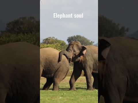 Clash of Giants The Battle of the Wild Elephants Elephant soul