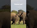Clash Of Giants The Battle Of The Wild Elephants Elephant Soul