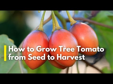 How to Grow Tree Tomato From Seed to Harvest | Tree Tomato Farming in Kenya | Tarmarillo Farming