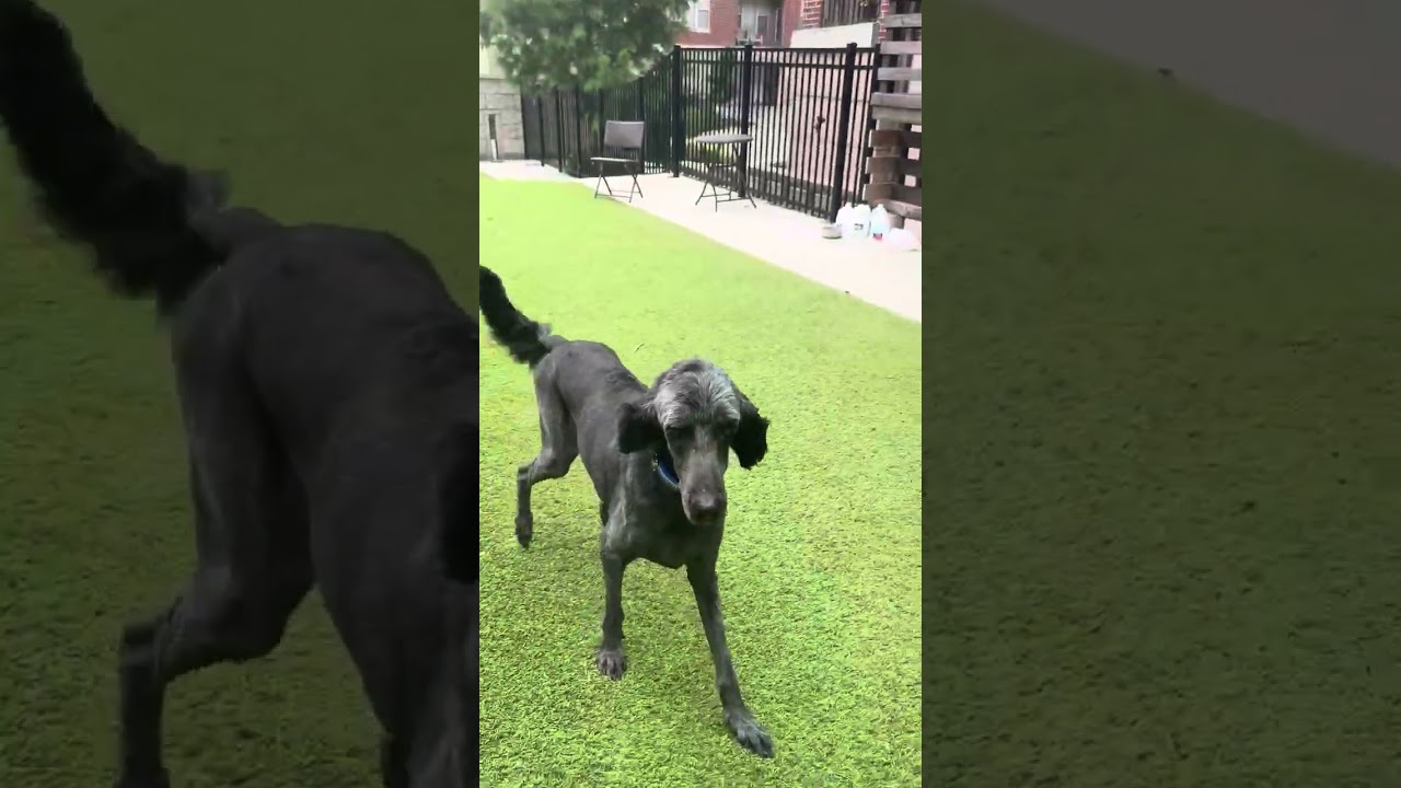 Enlarge Macy, a Adoptable mixed breed in Kansas City, MO video 6/6