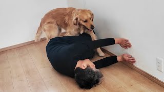 大型犬との暮らしはこうなります。【Golden Retriever japan】